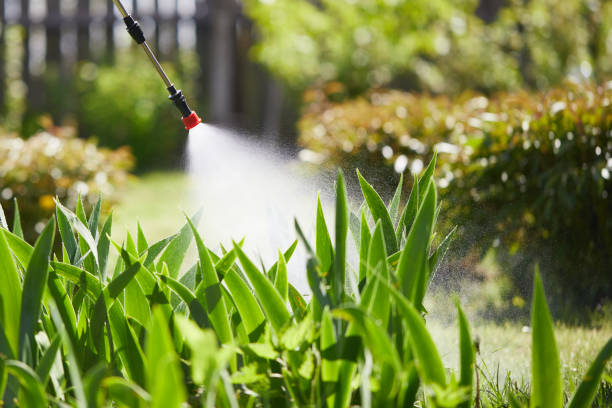 24/7 Emergency Termite Control experts in Henderson, TX